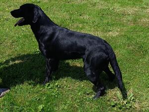 Gunnarr