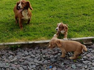 Puppies mum