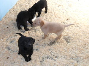 Abbey's puppies