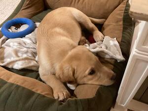 Last puppy looking for his forever home