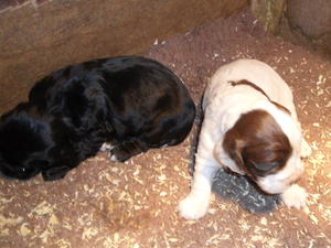 Puppies