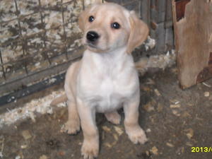 Abbey's pup