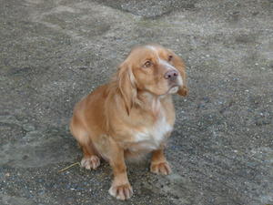 Dam 'Abby' Anneryvalley Honeysuckle