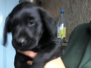 Bonnie pup 6 weeks old