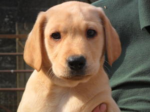 Bonnie's last remaining pup