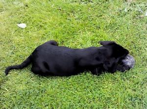 Puppies at 11 weeks