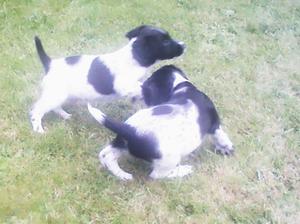 Meg's pups at 9weeks old playing in the garden