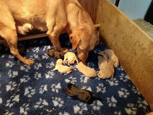 Mum and her new born pups