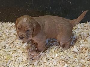 Puppies at 4 weeks last dog available