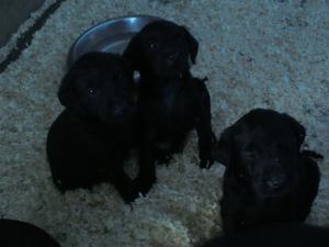 Bonnie's puppies at 5 weeks old