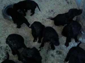 Bonnie's pups at 5 weeks old
