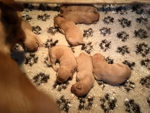 Kayleigh's puppies at 1 week old