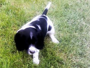Pup at 9 weeks old