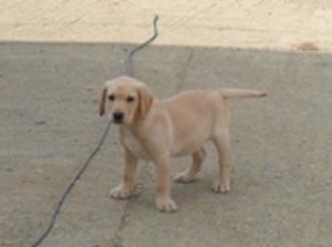 Bonnie's last remaining pup