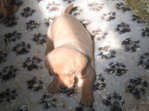 Kayleigh's remaining puppy