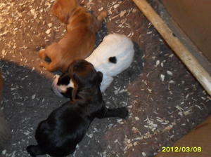 Abby & her puppies