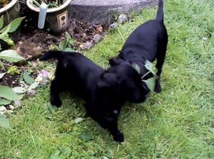Poppy's black dog puppies