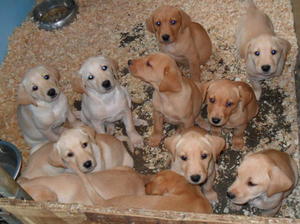 Amber's puppies
