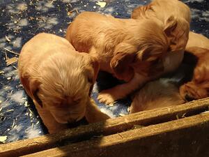 Last puppy available on left of picture