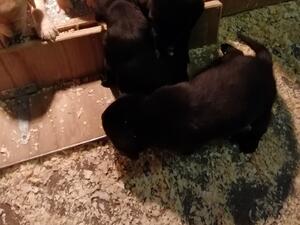 Litter at 6 weeks