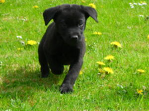 Sky's dog pup at 8 weeks old