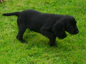 Last puppy
