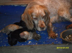 Jodie & her puppies