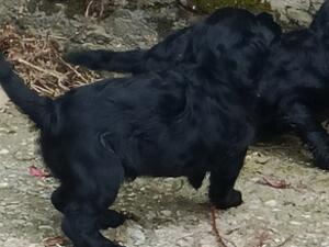 Last remaining Puppy