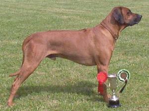 CH Champion Hespa Highlander of Africaner (Hamish)