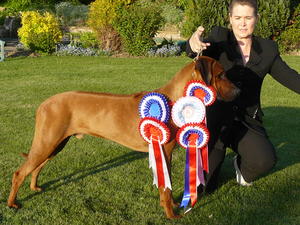 Best Puppy in Show at Newark and Notts show