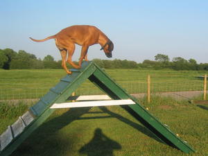 Hamish and Agility