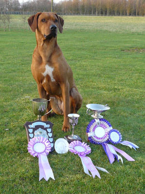 Best Bitch at Midlands and Northern RR club show