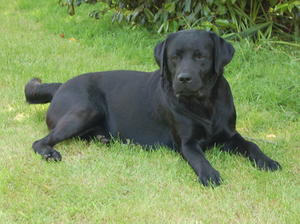 Saba Mother of the Litter