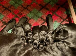 contented puppies