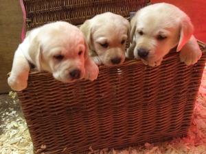 Beautiful yellow boys by Trenow Gabriel Oak