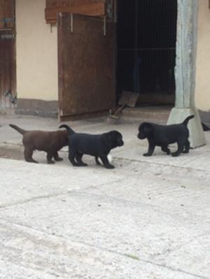 puppies playing in the yard