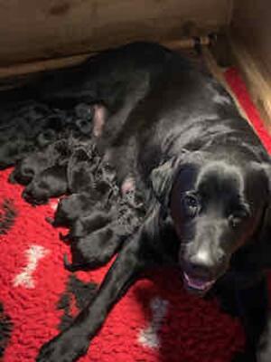 Puppies at 1+ weeks old