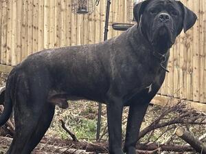 Forzacorso Davinci Full brother prev litter