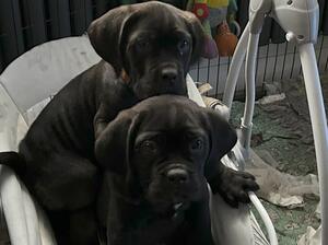 Pups 2024