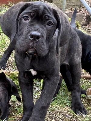 Pup @ 10 weeks