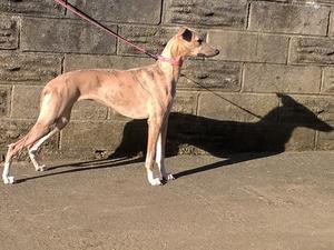 'Marley' 7 months old