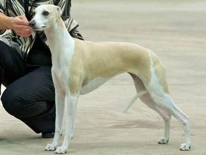 1st Yearling Bitch Midland Whippet Champ.Show