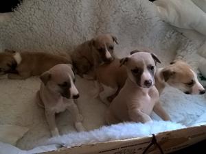 Pups pictured at 4 weeks old