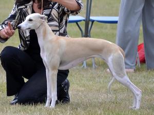 'Meg' - Aged 9 months at Windsor