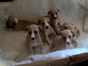 Pups pictured at 4 weeks old