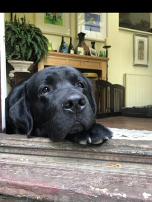 One of my beautiful puppies I bred