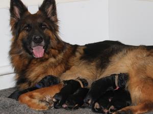 Reva & her babies
