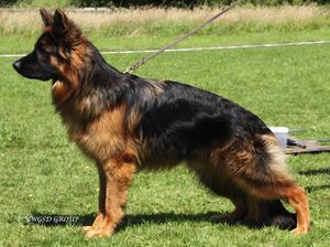 LSH Puppy Dog Sieger Shaneva Alarik