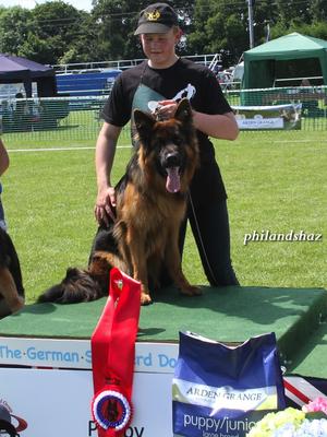 LSH Puppy Sieger UK 2017 Shaneva Alarik