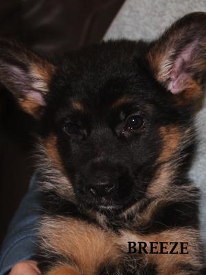 Short Coat Female